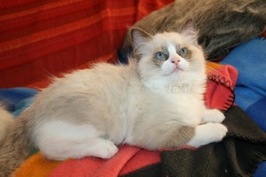 Ragdolls à Malice